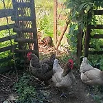 Ecofarm Rural Kukui Surf & Yoga Nyaraló Cedeira