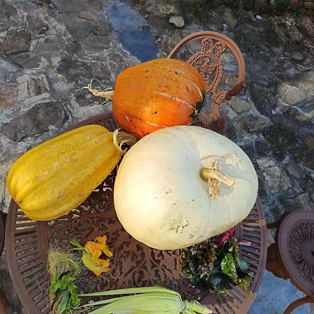 Casa vacanze Ecofarm Rural Kukui Surf & Yoga *