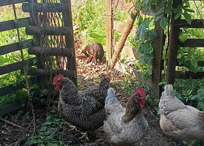 Ecofarm Rural Kukui Surf & Yoga 度假居 塞代拉